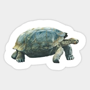Galapagos Giant Turtle Sticker